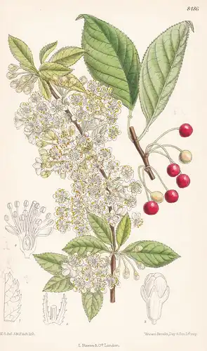 Prunus pennsylvanica. Tab 8486 - North America Nordamerika / Kirsche Vogelkirsche / Pflanze Planzen plant plan