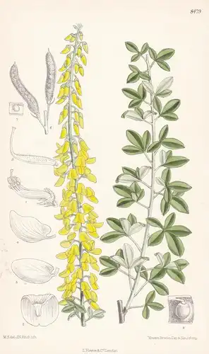 Cytisus nigricans. Tab 8479 - Pflanze Planzen plant plants / flower flowers Blume Blumen / botanical Botanik b
