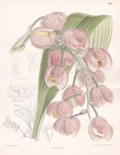 Acineta Moorei. Tab 8392 - South America Südamerika / Orchidee orchid / Pflanze Planzen plant plants / flower