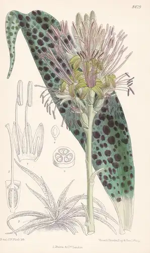 Agave Protuberans. Tab 8429 - Mexico Mexiko / Pflanze Planzen plant plants / flower flowers Blume Blumen / bot