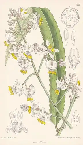 Akania Hillii. Tab 8469 - Australia Australien / Pflanze Planzen plant plants / flower flowers Blume Blumen /