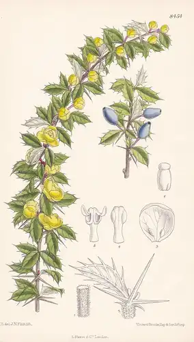 Berberis Verruculosa. Tab 8454 - China / Pflanze Planzen plant plants / flower flowers Blume Blumen / botanica