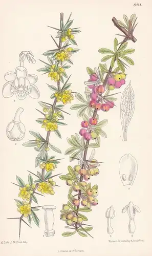 Berberis Wilsonae. Tab 8414 - China / Pflanze Planzen plant plants / flower flowers Blume Blumen / botanical B
