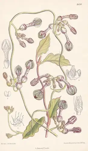 Ceropegia Thorncroftii. Tab 8458 - South Africa Südafrika / Pflanze Planzen plant plants / flower flowers Blum