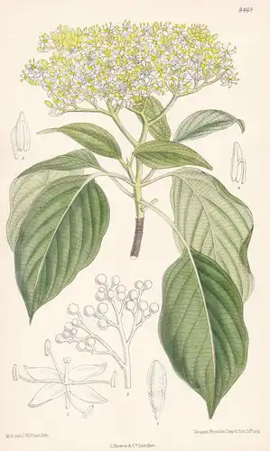 Cornus Controversa. Tab 8464 - Himalaya / Pflanze Planzen plant plants / flower flowers Blume Blumen / botanic