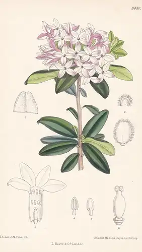 Daphne Retusa. Tab 8430 - China / Pflanze Planzen plant plants / flower flowers Blume Blumen / botanical Botan