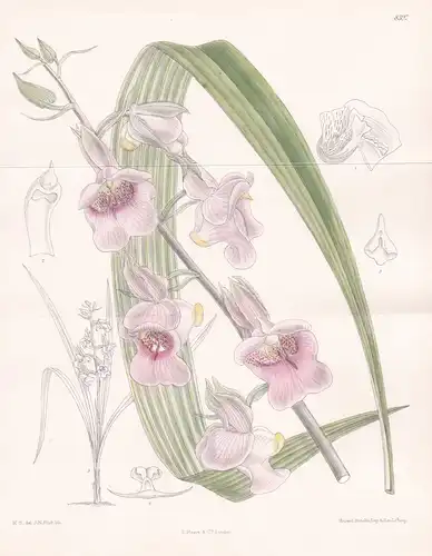 Lissochilus Stylites. Tab 8397 - Africa Afrika / Orchidee orchid / Pflanze Planzen plant plants / flower flowe