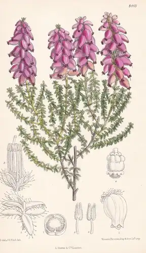 Erica Ciliaris. Tab 8443 - Europe Europa / Pflanze Planzen plant plants / flower flowers Blume Blumen / botani