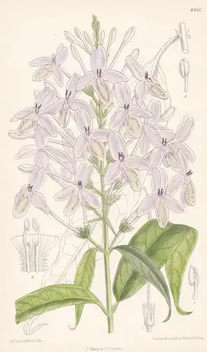 Pseuderanthemum Lilacinum. Tab 8446 - Malay Peninsula Malaiische Halbinsel / Pflanze Planzen plant plants / fl