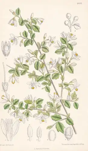 Styrax Wilsonii. Tab 8444 - China / Pflanze Planzen plant plants / flower flowers Blume Blumen / botanical Bot