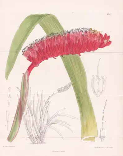 Xeronema Moorii. Tab 8342 - New Caledonia / Pflanze Planzen plant plants / flower flowers Blume Blumen / botan