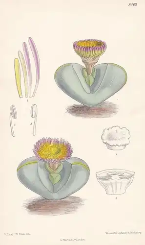 Mesembryanthemum Pearsonii. Tab 8463 - South Africa Südafrika / Pflanze Planzen plant plants / flower flowers