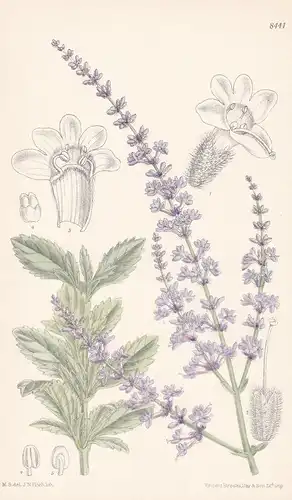Perovskia Atriplicifolia. Tab 8441 - Tibet / Pflanze Planzen plant plants / flower flowers Blume Blumen / bota