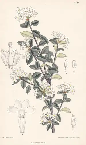 Osmanthus Delavayi. Tab 8459 - China / Pflanze Planzen plant plants / flower flowers Blume Blumen / botanical