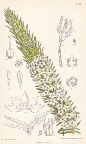 Rupicola Sprengelioides. Tab 8438 - Australia Australien / Pflanze Planzen plant plants / flower flowers Blume