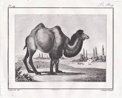 (Le chameau de la Crimée) - camel Kamel / Krim Crimea