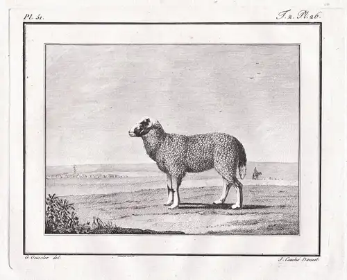 (L'agneau de la Crimée) - lamb Lamm Schaf sheep Schafe / Krim Crimea