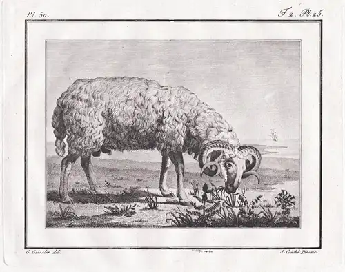 (Le mouton gris de la Crimée) - Ram Schaf sheep Schafe / Krim Crimea