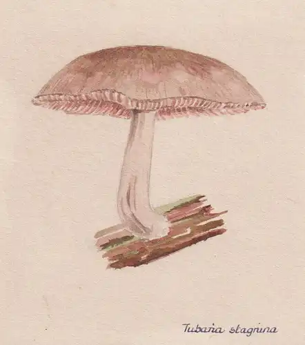 Tubarina stagnina - Pilz mushroom / Botanik botany botanical