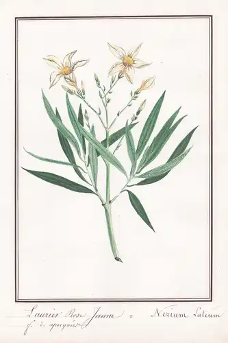 Laurier Rose Jaune / Nerium Luteum - Oleander / Botanik botany / Blume flower / Pflanze plant