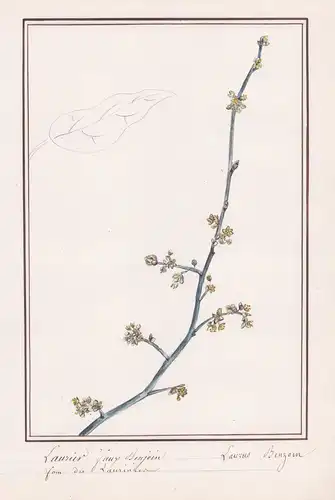 Laurier Saup Benjoin / Laurus Benzoin - Fieberstrauch (Lindera benzoin) / Botanik botany / Blume flower / Pfla