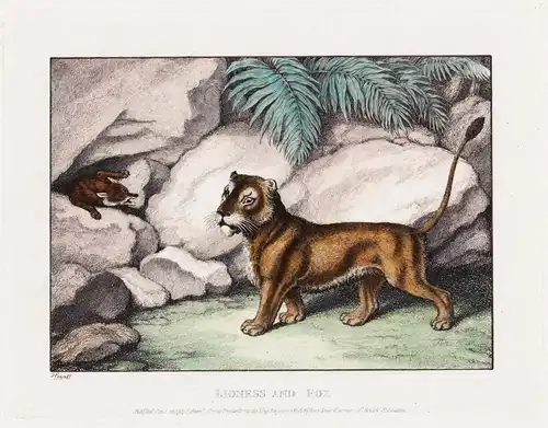 Lioness and Fox - Löwin lioness fox Fuchs / Zoologie zoology animals Tiere
