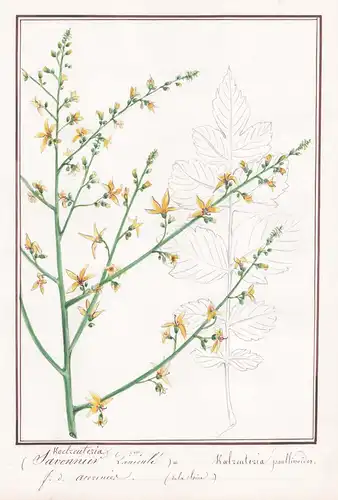 Savonnier Panicule / Koelreuteria Panilinoides - Koelreuteria paniculata Blasenbaum Chinabaum / Botanik botany