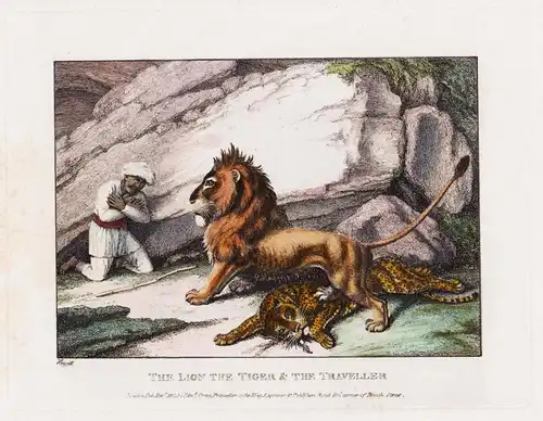 The Lion and the Tiger & the Traveller - Tiger Lion Löwe / Zoologie zoology animals Tiere