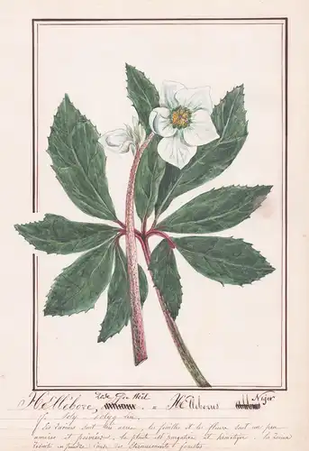 Hellebore, Rose de Noel / Helleborus Niger - Christrose / Botanik botany / Blume flower / Pflanze plant