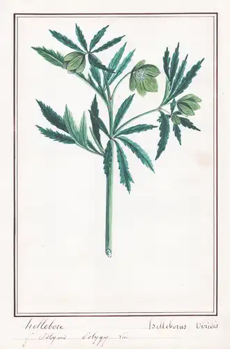 Hellebore / Helleborus Viridis - Grüne Nieswurz / Botanik botany / Blume flower / Pflanze plant