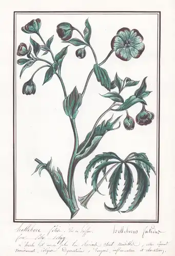 Hellebore fetide / Helleborus Foetidur - Stinkende Nieswurz / Botanik botany / Blume flower / Pflanze plant