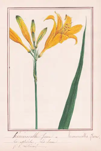 Hemerocalle Jaune / Hemerocallis Flava - Wiesen-Taglilie / Botanik botany / Blume flower / Pflanze plant
