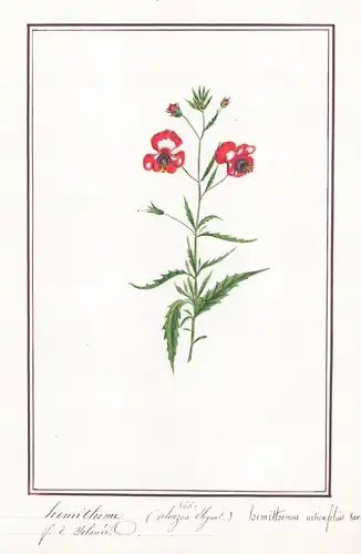 Hemithome a feuilles d'ortie / Hemithomus urticaefolius var - Bennessel / Botanik botany / Blume flower / Pfla