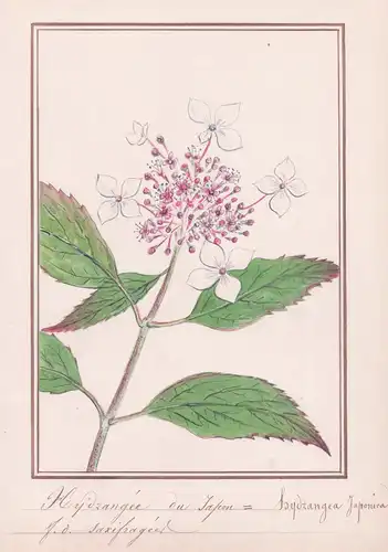 Hydrangee du Japon / Hydrangea Japonica - Japanische Berghortensie / Botanik botany / Blume flower / Pflanze p