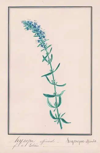 Hyspope officinal / Hyssopus officinalis - Ysop / Botanik botany / Blume flower / Pflanze plant