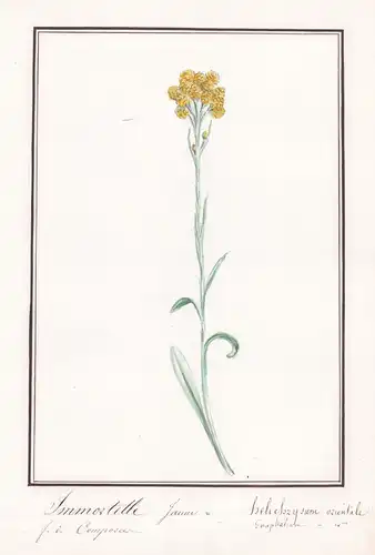 Imortelle Jaune / Helichrysum orientale - Orient-Strohblume / Botanik botany / Blume flower / Pflanze plant