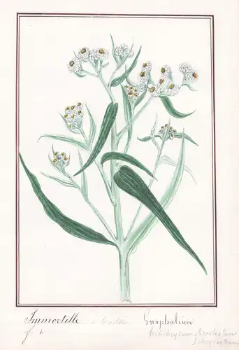 Imortelle Jaune / Gnaphalium - Ruhrkraut / Botanik botany / Blume flower / Pflanze plant
