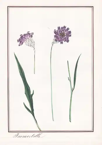Immortelle - Italienische Strohblume / Botanik botany / Blume flower / Pflanze plant
