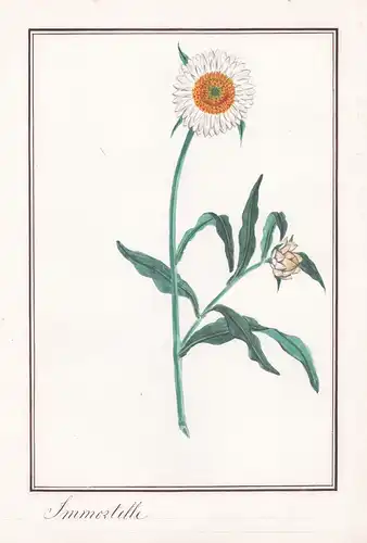 Imortelle - Italienische Strohblume / Botanik botany / Blume flower / Pflanze plant