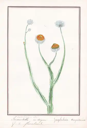 Immortelle de Virginie / Gnaphalium Margaritaceum - Silberimmortelle / Botanik botany / Blume flower / Pflanze
