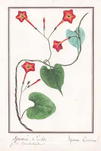 Ipomee Ecarlate / Ipomea Coccinea - Scharlachrote Prunkwinde / Botanik botany / Blume flower / Pflanze plant