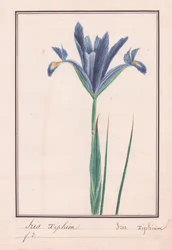 Iris Xiphion / Iris Xiphium - Spanische Schwertlilie / Botanik botany / Blume flower / Pflanze plant