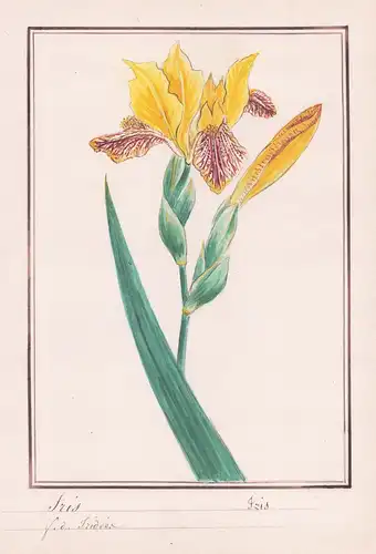 Iris - Schwertlilie / Botanik botany / Blume flower / Pflanze plant