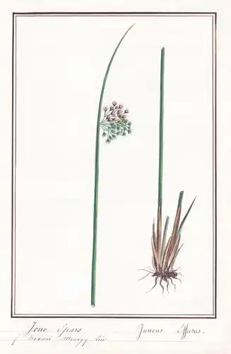 Jonc epars / Juncus Effusus - Flatter-Binse / Botanik botany / Blume flower / Pflanze plant