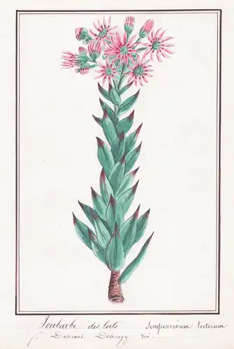 Joubarbe des toits / Sempervivum tectorum - Dach-Hauswurz / Botanik botany / Blume flower / Pflanze plant