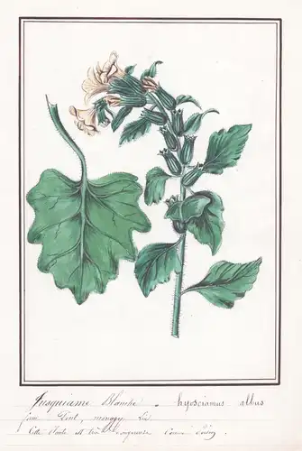 Jusquiane Blanche / Hyosciamus albus - Weißes Bilsenkraut (Hyoscyamus) / Botanik botany / Blume flower / Pflan