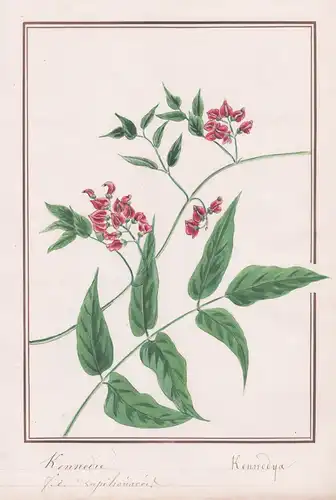 Kennedie / Kennedya - Botanik botany / Blume flower / Pflanze plant