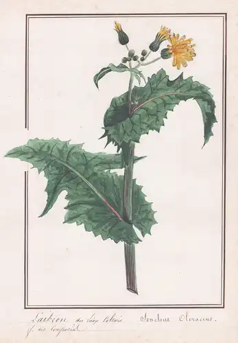 Laitron des Lieup Cultives / Sonchus Oleraceus - Gemüse-Gänsedistel / Botanik botany / Blume flower / Pflanze