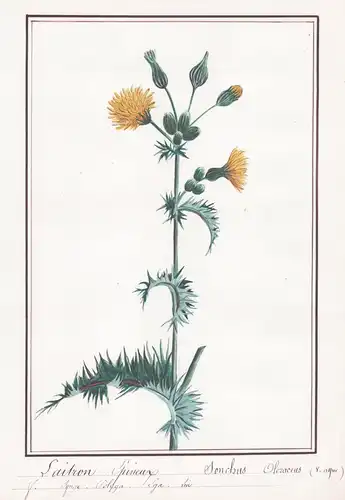 Laitron Lisse / Sonchus Oleraceus - Gemüse-Gänsedistel / Botanik botany / Blume flower / Pflanze plant