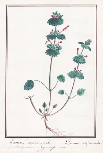 Lanier amplexi-caule / Lamium amplexicaule - Taubnessel / Botanik botany / Blume flower / Pflanze plant